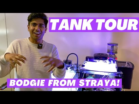 Tank Tour - Bodgie From Straya!