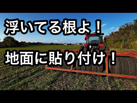 2024年10月11日　浮いてる麦よ！地面に貼り付け！