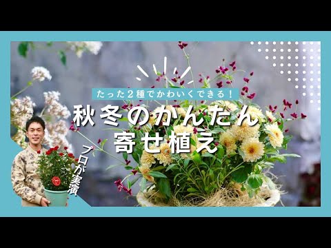 ポットマム×アルテルナンテラ・ポリゲンスの寄せ植え