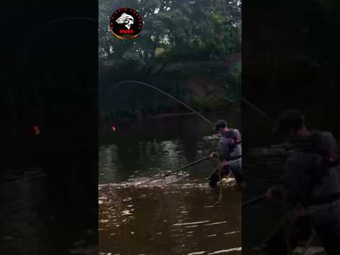 Catching huge fish! King salmon on the bobber and eggs #bobberfishing #shorts #shortsvideo #fisheggs