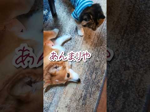 事件の後 シャッターチャンスは待ってくれない#柴犬スティーブ #アテレコ