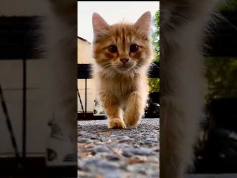 Cat is angry video / cat short video #shorts #cat #catshorts