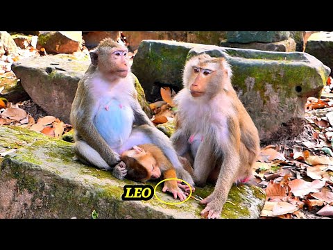 Wow Amazing.// Pregnant Monkey Astra help grooms Tiny LEO with Monkey Libby, Creating a Relationship