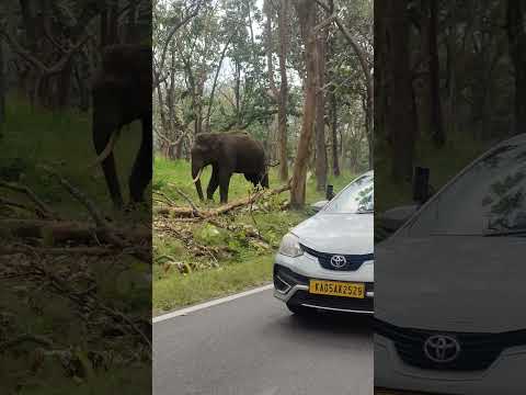 Wild Elephant in Bandipura Forest