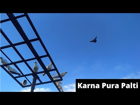 Roller Pigeon | Karna Pura Palti Video | Over adi pura |  Tumbler Pigeon | Pet Pigeon