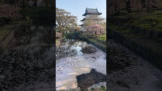 【北海道】桜の名所 松前公園 【函館】 #松前町 #函館旅行 #shorts