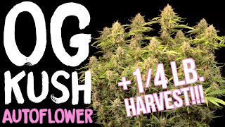 OG Kush Autoflower SEED to HARVEST review of SEEDSTOCKERS | Spider Farmer SE7000 LED Grow Light