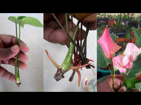 Anthurium care without roots #learngardening