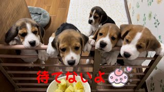 [ビーグル]焼き芋を食べてみた子犬たち(コマ)