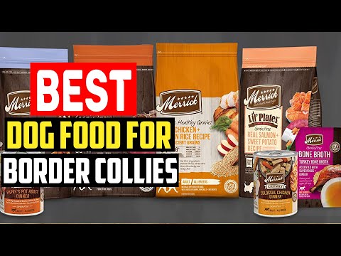 ✅ Top 5 Best Dog Food for Border Collies in 2023