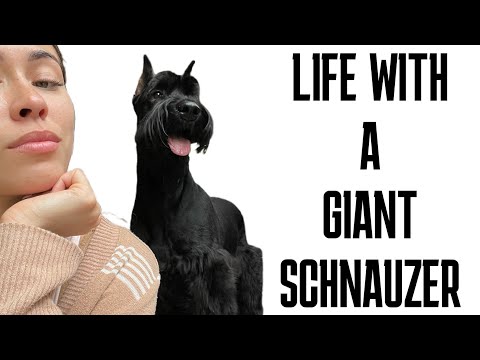 Giant Schnauzer Life (update)