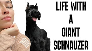 Giant Schnauzer Life (update)