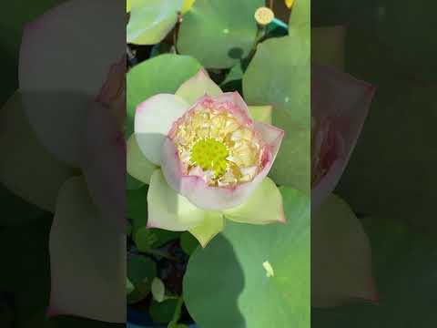 Juliet #lotus #malayalam #trending #gardening #youtube #shorts