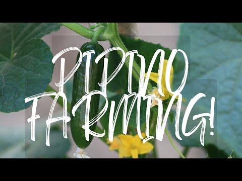 PIPINO FARMING! BUHAY PROBINSYA!