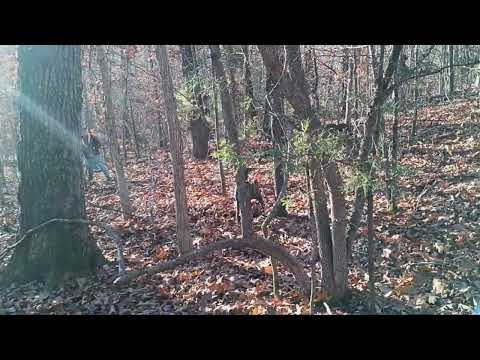 Dry Creek Hunting Dogs Squirrel Hunting 11 15 2024