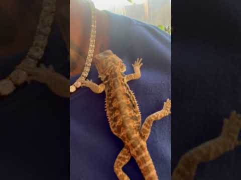 Craytos my bearded dragon 🐉 ☀️ #beardeddragonlover #reptiles #subscribe #shorts