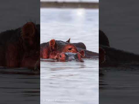 🦛カバの親子！