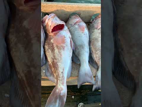 Great day on the water #shorts #fishing #fishingcharter #naples #grouper #snapper