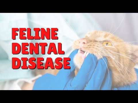 Cat With Mouth Pain? | Two Crazy Cat Ladies