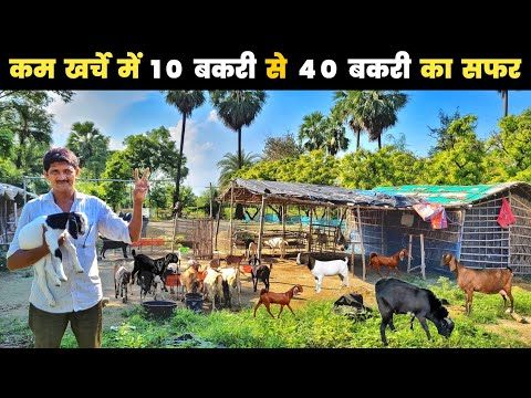 इतना कम खर्चे में 10 बकरी से 40 बकरी कैसे | Kam kharch mein bakri palan kaise karen | Goat farming