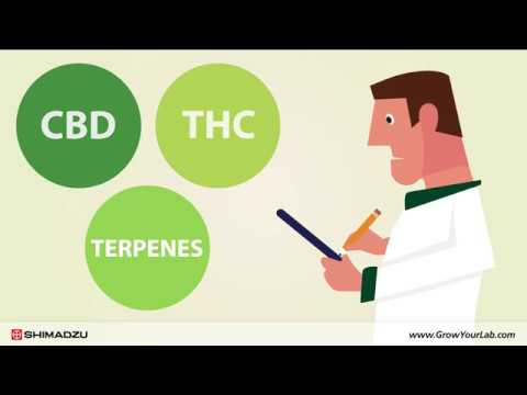 cannabis terpenes testing