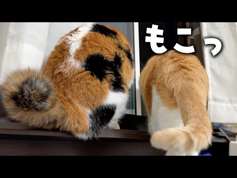 猫のお尻だけを観察してみると実は…モコモコでした