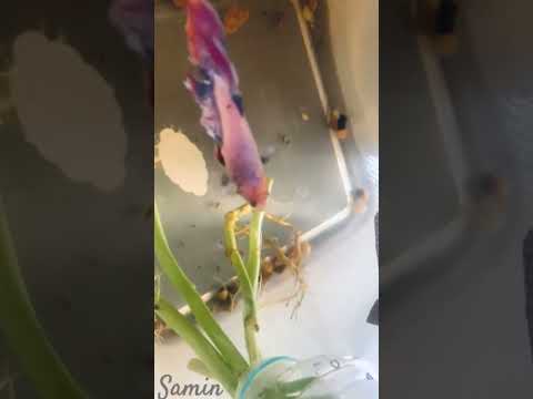 Just my betta fish living his best life!    Watch my betta fish explore his kingdom!  #bettafish