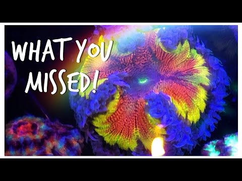 What You Missed! - Corals of MACNA 2019