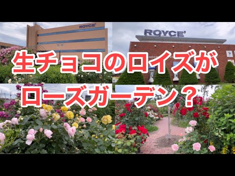 【ロイズ】札幌あいの里 無料で見れるローズガーデンが素晴らしい！