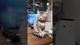 🐱「ウト…ウト…」｜PECO #ティグレット #猫 #愛猫家 #猫動画 #猫のいる暮らし #cat #catlover #catvideos #catlife