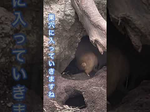 【東京観光】上野動物園のプレーリードック！ #Shorts