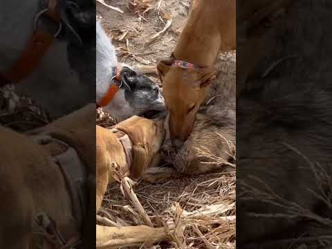 Coyote Hunting With Greyhounds! #coyote #coyotehuntingwithdogs