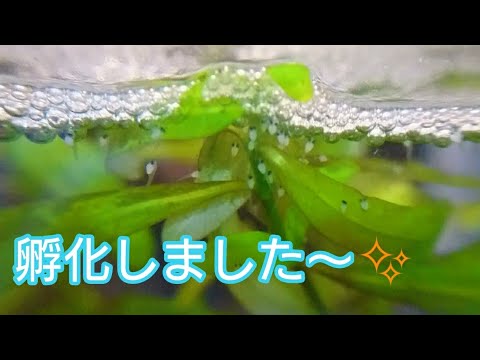 ベタ稚魚日記☆孵化しましたぁ～💗