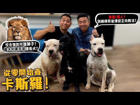 【從零開始養】卡斯羅!會獵獅子?義大利黑手黨最愛?暴衝、撲人!飼主也拉不住!訓練師熊爸教你正向訓練法!【許伯簡芝】