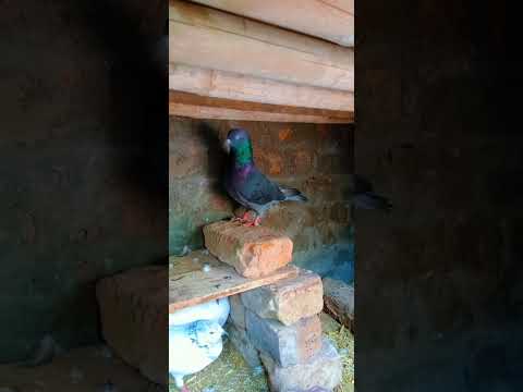 Black kabutar masti me🕊️   #shorts #youtubeshorts #birds #kabutarbazi #kabutar #pigeon #pigeons