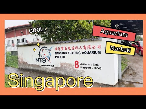 Let's go together and explore the aquarium market in Singapore！