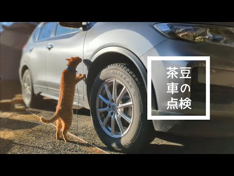 猫が車の点検？気になる原因は何？ No101