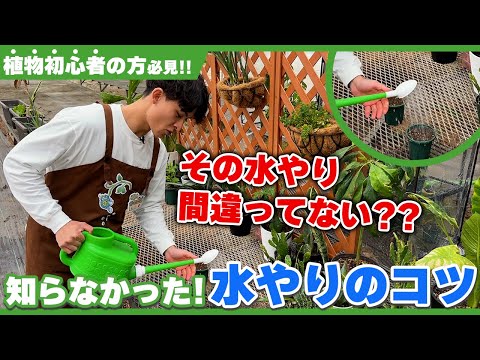 【植物が上手く育たない...】それ水やりが原因です!!適切な水やりのタイミングまとめ!!