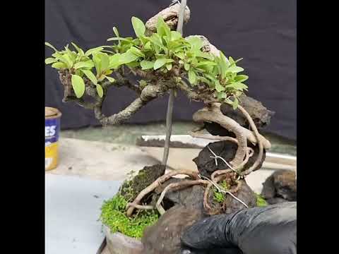 how to make clasping bonsai easy