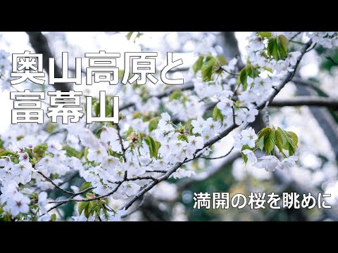 【登山】静岡県の花の名所奥山高原から浜名湖アルプス最高峰富幕山へ登る