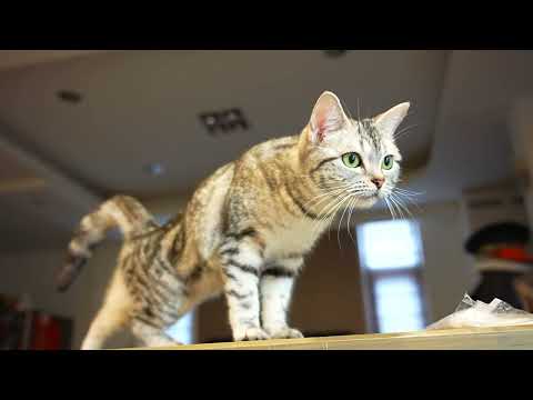 The cat on table