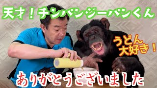 「天才！チンパンジーパンくん」今年最後は大好きなうどん【Udonラブ】激カワアニマル💕モンキーふーちゃん🐒年末大掃除🧹（前説）フサオマキザル