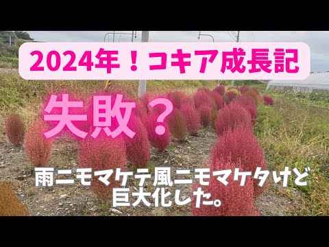 【失敗❓】2024年のコキア成長記録〜雨ニモマケテ風ニモマケタ〜