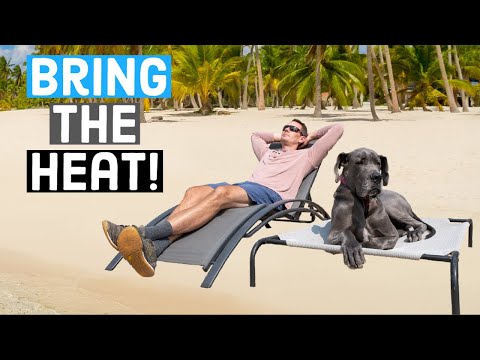 Hot Weather Tips For Great Danes | Great Dane Care