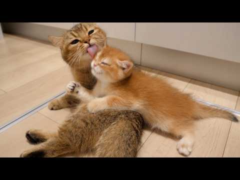 Mother cat Charo struggles to cope with her huge baby kittens!