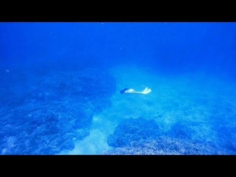 Freediving - Mother Ocean! Natural Coral Reef! - Okinawa, Aka Island, June 2015