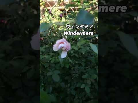 庭を上品に彩るウィンダミア Windermere⠀クリーム色の花が咲いた。2024年12月19日⠀デビッド・オースチンDavid Austinのシュラブローズ。イギリスのバラ。イングリッシュローズ。