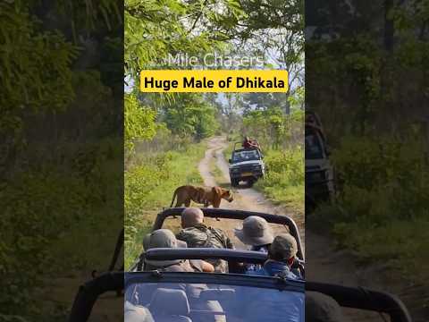 Huge Male Tiger of Dhikala Jim Corbett #shorts #tiger