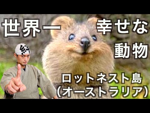 心掴まれる可愛らしさ！クォッカと生息地への行き方・見所を徹底紹介！オーストラリアのロットネスト島の話