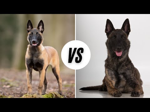 Belgian Malinois vs The Dutch Shepherd - Which Is Better?